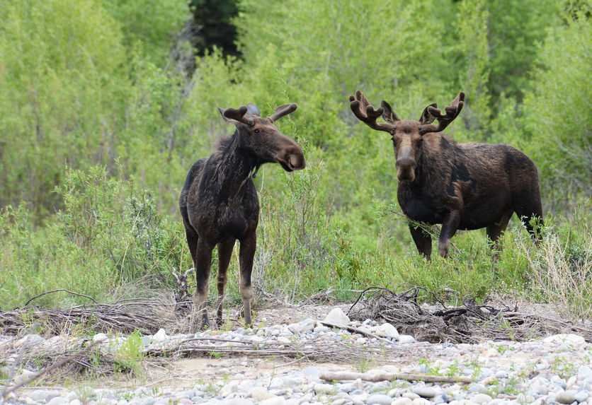 Male and female Moose feeding along a river bank