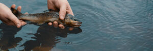 A person holds a brown trout above the water's surface, preparing to release it back into the water.