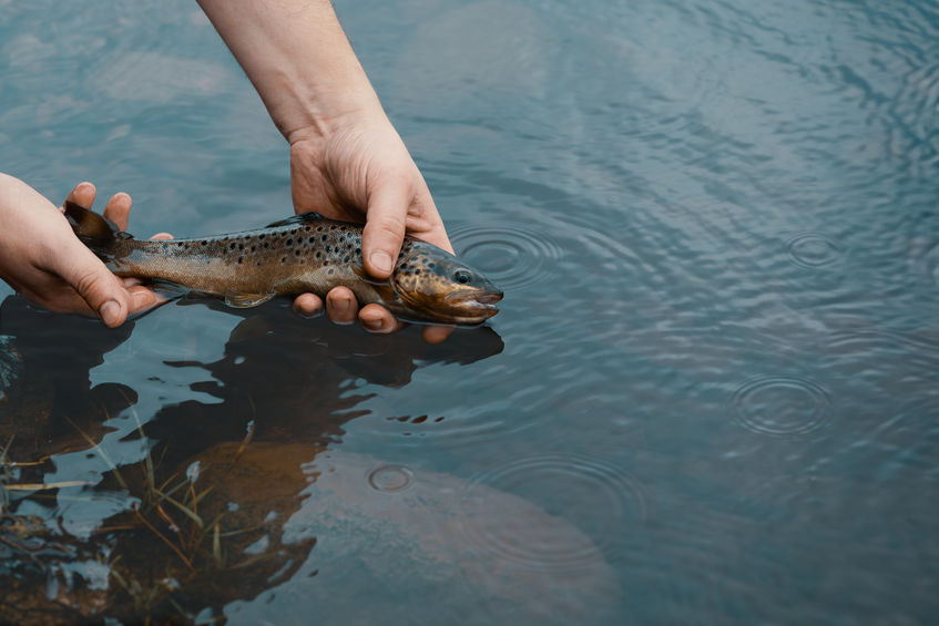 A person holds a brown trout above the water's surface, preparing to release it back into the water.