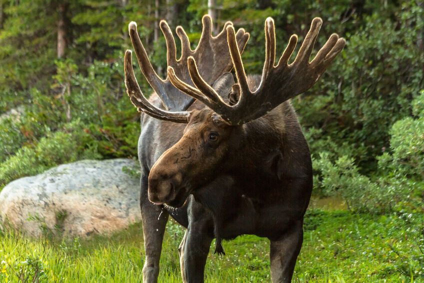 large bull moose in early morning light