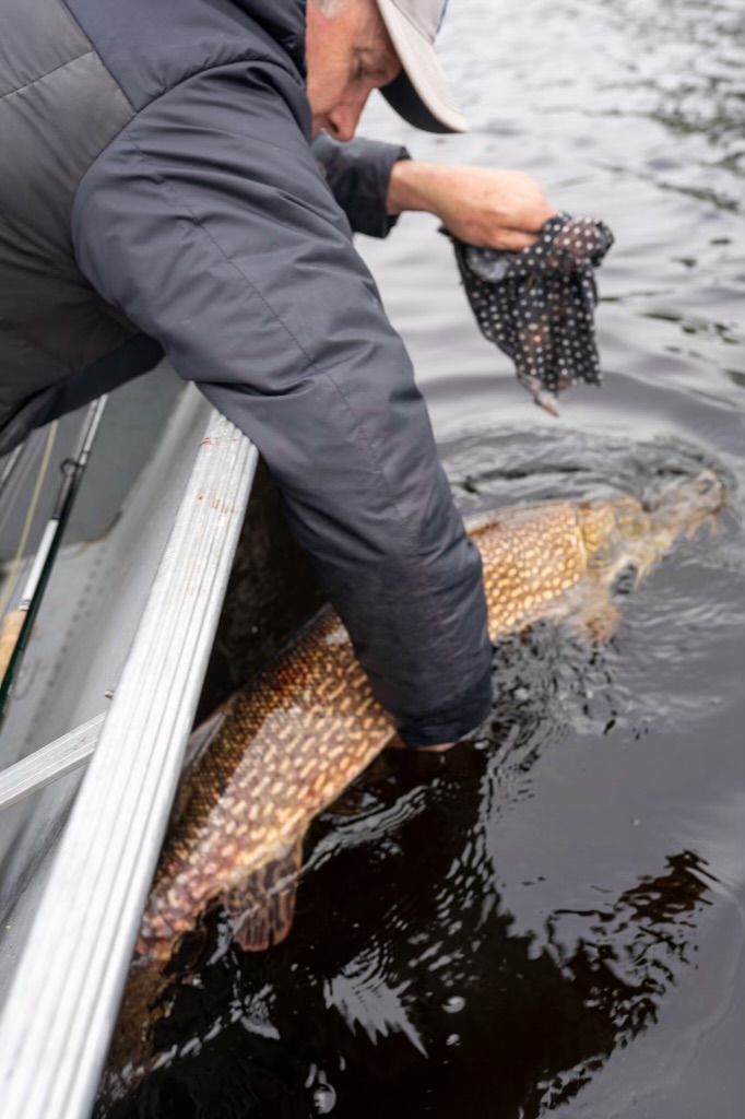 Person in a jacket and cap releases a large fish back into the water from the side of a boat.