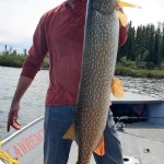 A person holding a large fish on a boat, with a forested area in the background.