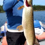 Person holding a large fish on a boat, with a lake and forest in the background, wearing a blue shirt and sunglasses.