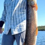 Person on a boat holding a large fish vertically, with a lake and trees in the background under a clear blue sky.