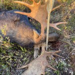 Moose lying on the ground with its large antlers visible, surrounded by grass and foliage.