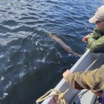 Two people on a boat, one holding a large fish partially submerged in the water.
