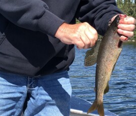 Person in jeans and a black sweatshirt holds a freshly caught fish by the mouth near a lake with trees in the background.