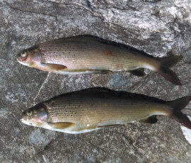 Two grayish fish with fins and scales lying side by side on a rough, gray stone surface.